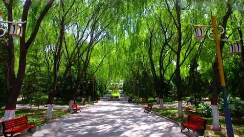 神木綠化美化顯成效 城市顏值大提升 物業(yè)管理添動力