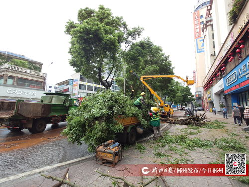 大樹倒伏阻交通，園林綠化服務中心與物業(yè)公司攜手快速清障
